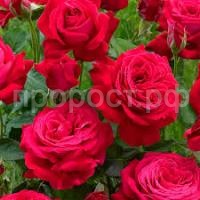 Без названия (1)