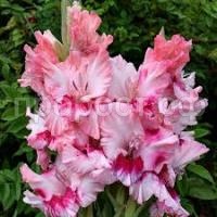 Без названия (1)