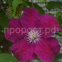 Clematis_Rouge_Cardinal