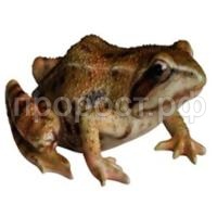 дикие животные_html_221bc8a0dce385e1 дикие животные_html_221bc8a0dce385e1