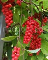 лимонник синензис лимонник синензис