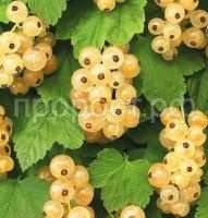 смородина белая кремовая смородина белая кремовая