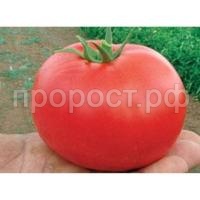 Томат Бобкат F1 1000 шт Syngenta