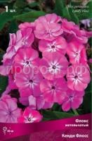 Флокс метельчатый Кенди Флосс