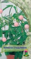 Мимоза Стыдливая Мимоза Стыдливая