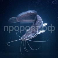 Рыба Сом Парчовый Птеригоплихт 20-30см