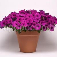 petuniya-izi-veyv-fioletovaya-1 petuniya-izi-veyv-fioletovaya-1