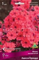 Флокс метельчатый Адесса Ориндж