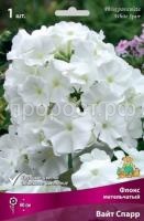 Флокс метельчатый Вайт Спарр