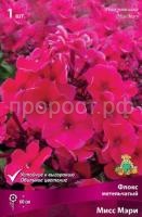 Флокс метельчатый Мисс Мэри