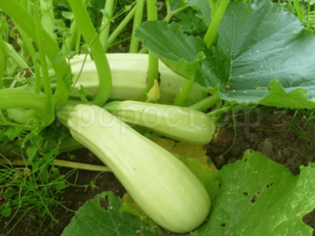 PROROST XXXL Кабачок Грибовские 37 10г