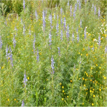 Семена люпина узколистного 1 к