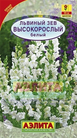 Львиный зев высокорослый белый 