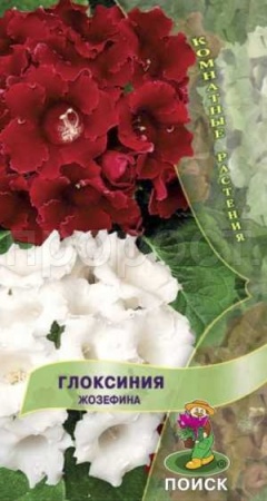 Глоксиния Жозефина 5шт