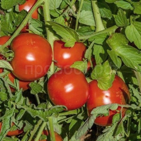 Поиск Томат Махитос F1 5шт 