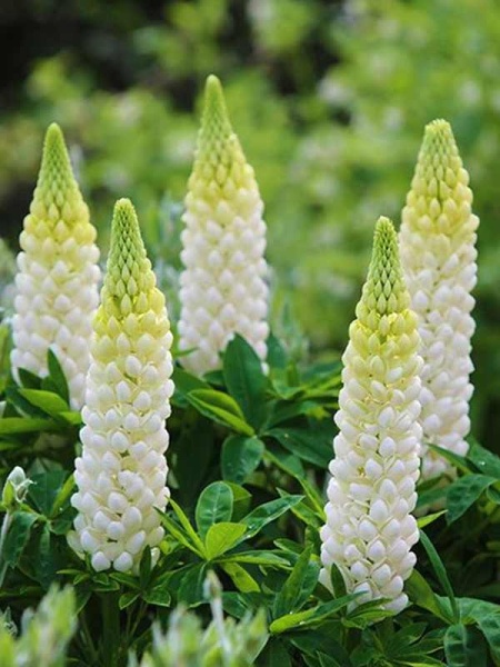 Люпин многолистный Ноублмейден (I) 1 шт