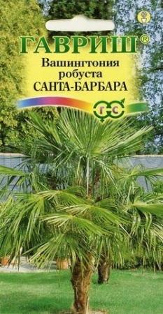 Вашингтония мощная Санта-Барбара 3шт