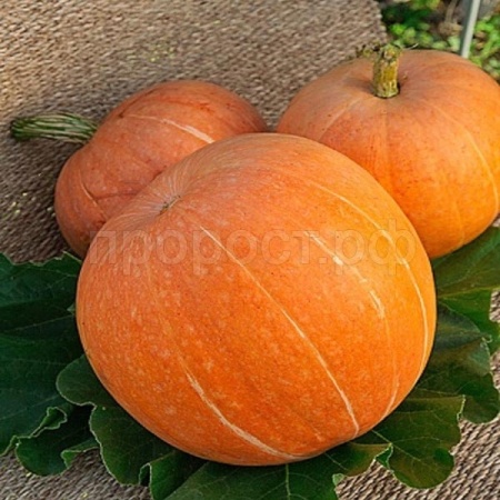 Сембат XXXL Тыква крупноплодная Стофунтовая 10г