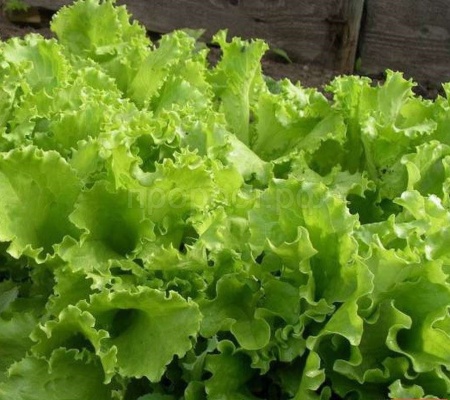 PROROST XXXL Салат Кучерявец Одесский 10г