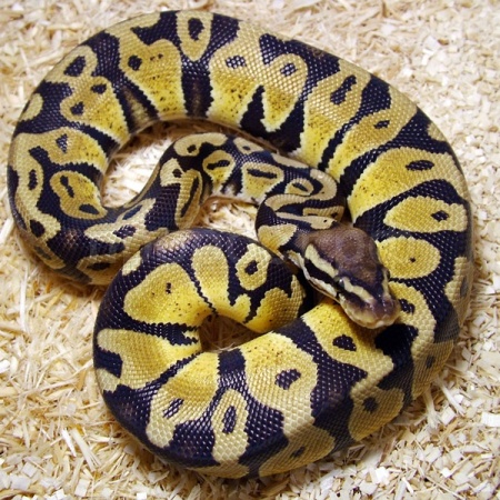 Змея Питон королевский Python regius Mocha