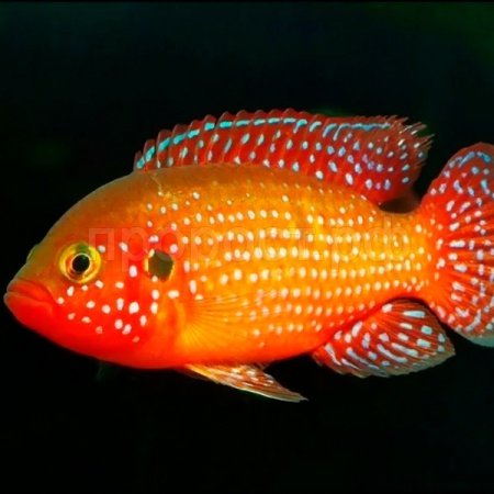 Хромис-красавец