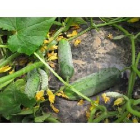 Nunhems Фермерская Огурец Гектор F1 1000 шт