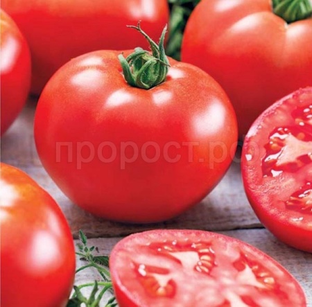 Сембат Томат Волгоградский 5/95 0,5г XXXL