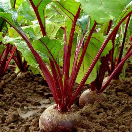 PROROST Свекла Египетская плоская 2г