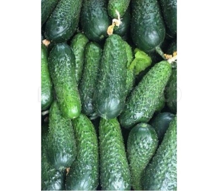 Seminis Фермерская Огурец Мадрилене F1 250 шт