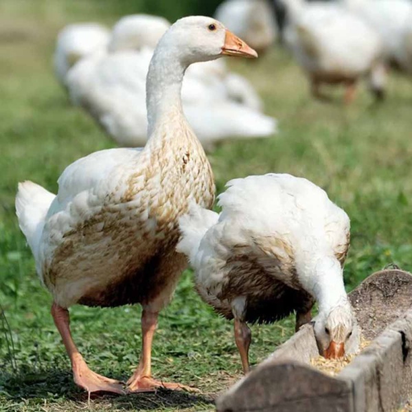 Ракушка ДОБРОЖИЛ 30 кг