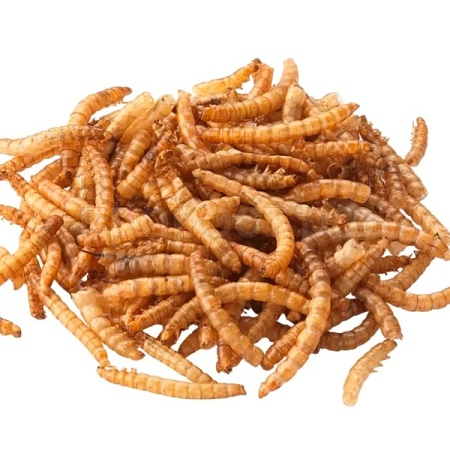 Насекомое Мучной червь (фас 100гр)