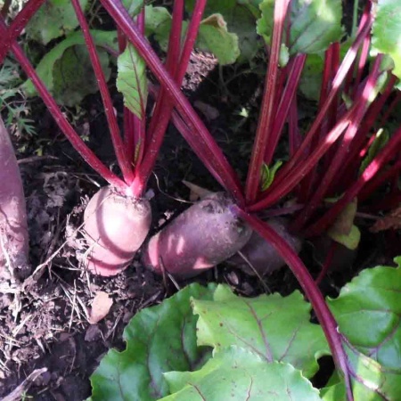 PROROST Свекла Цилиндра 2г