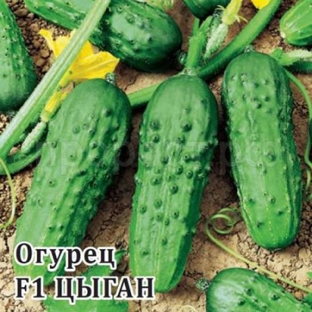 Гавриш Фермерская Огурец Цыган F1 250 шт