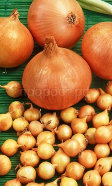 Лук-севок Дедуля 1кг+-10%